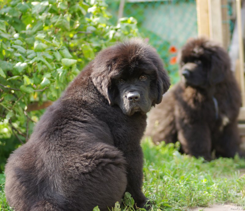 Фотография № 161902