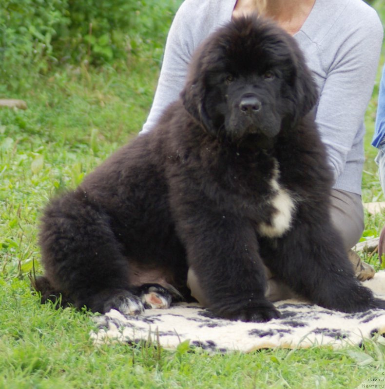 Фотография № 161904