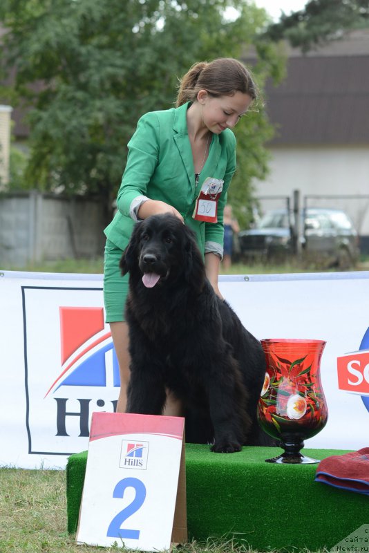 Фото: ньюфаундленд Эмоция из Антаграда (Emotsia iz Antagrada)
