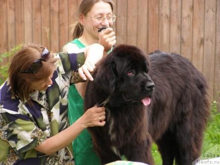 Фото: Ольга Королева, Светлана Старых, ньюфаундленд Смигар Шелковая Ночь (Smigar Shelkovaya Noch)