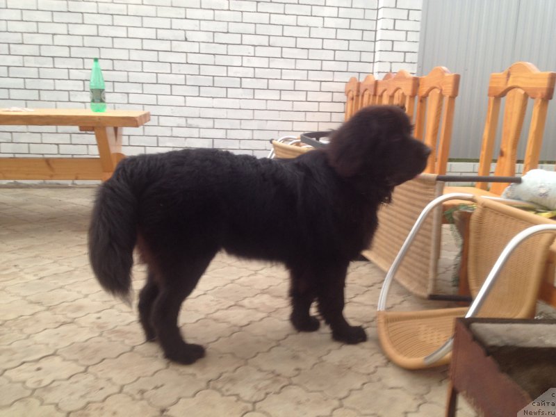 Фото: ньюфаундленд Смигар Тоунз ов Мьюзик (Smigar Tones of Music)