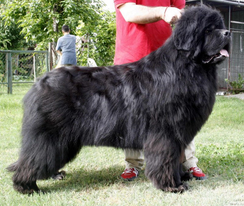 Фото: ньюфаундленд Black Clouds Eddie Murphy