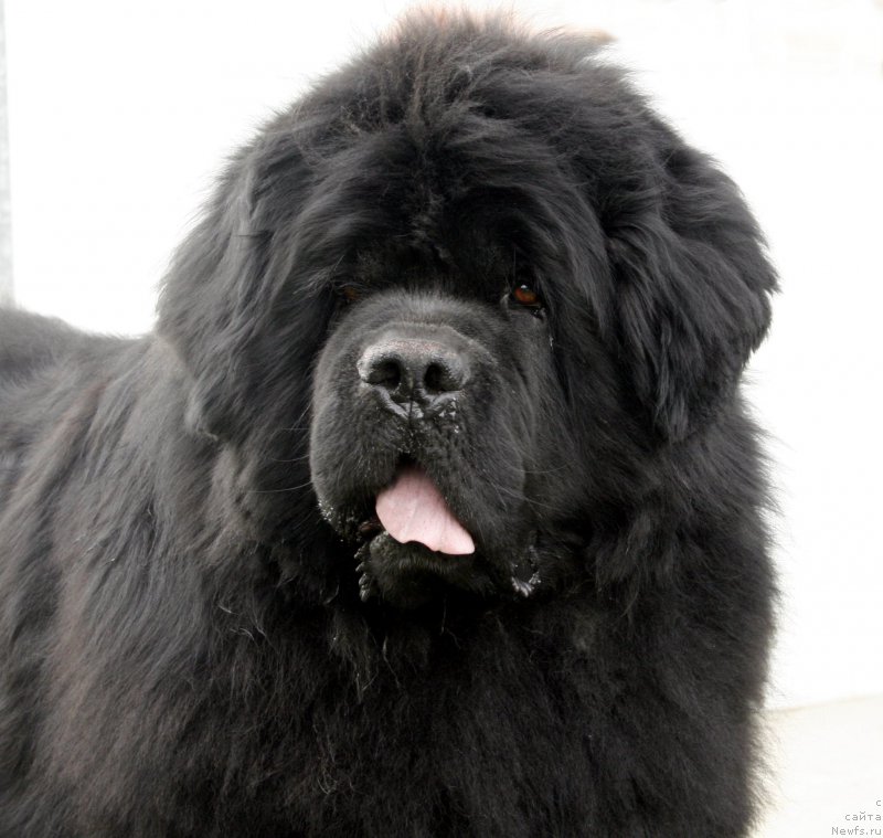 Фото: ньюфаундленд Black Clouds Eddie Murphy