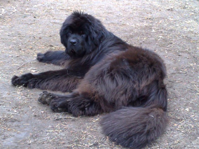 Фото: ньюфаундленд Смигар Нимфея Неотразимая (Smigar Nimfeya Neotrazimaya)