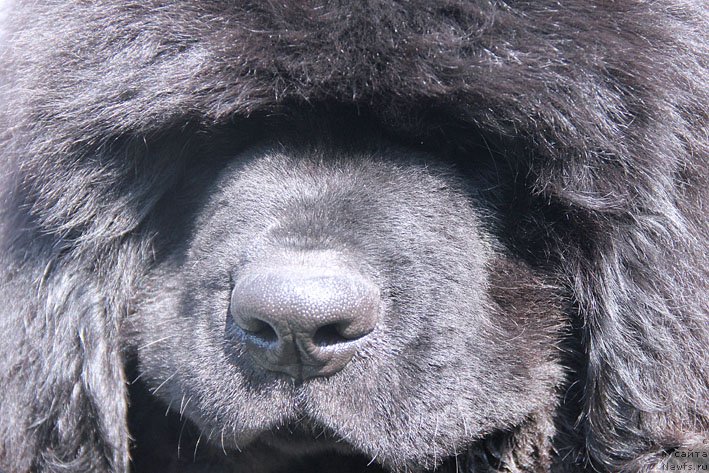 Фото: ньюфаундленд А'Портос с Берега Дона (A'Portos s Berega Dona)