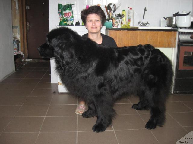 Фото: ньюфаундленд Лотта из Страны Чудес, Анна Шиманская