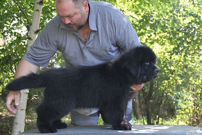 Фото: ньюфаундленд А'Портос с Берега Дона (A'Portos s Berega Dona)