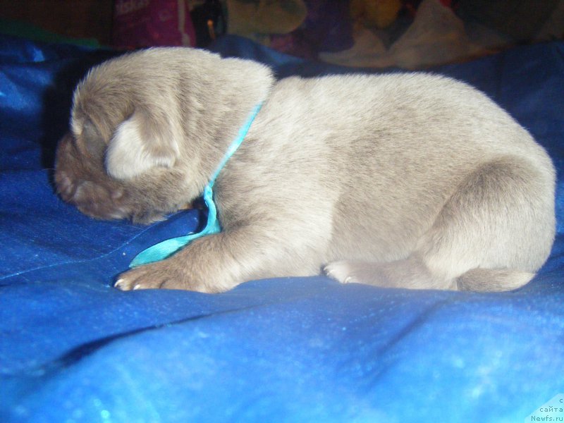 Фото: дочь, ньюфаундленд Октябрина с Берега Дона (Oktjabrina s Berega Dona), ньюфаундленд Император из Царства Медведей (Imperator iz Tsarstva Medvedey)