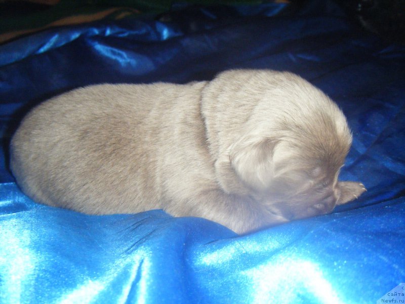 Фото: Дочь, ньюфаундленд Октябрина с Берега Дона (Oktjabrina s Berega Dona), ньюфаундленд Император из Царства Медведей (Imperator iz Tsarstva Medvedey)