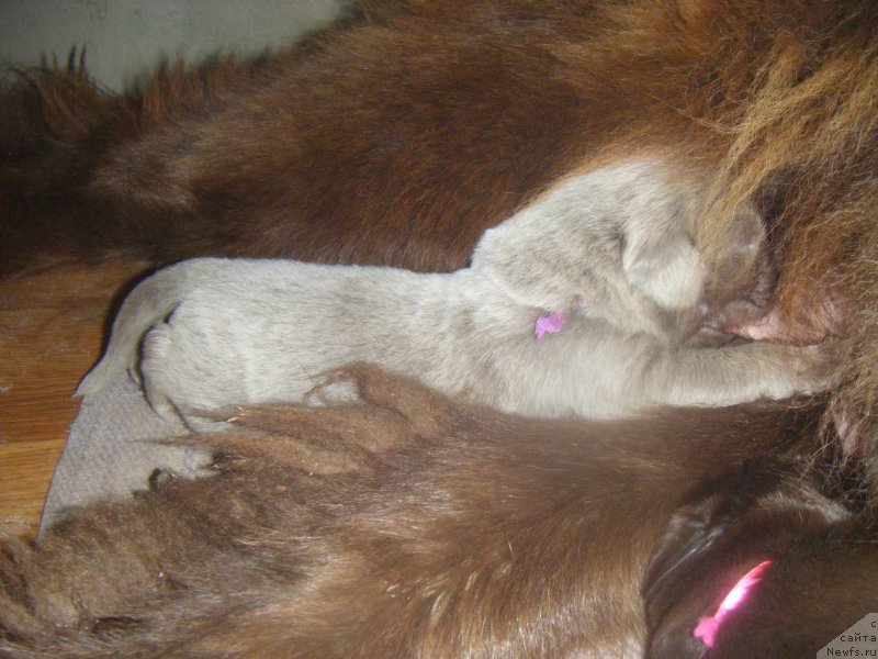 Фото: Сын, ньюфаундленд Октябрина с Берега Дона (Oktjabrina s Berega Dona), ньюфаундленд Император из Царства Медведей (Imperator iz Tsarstva Medvedey)