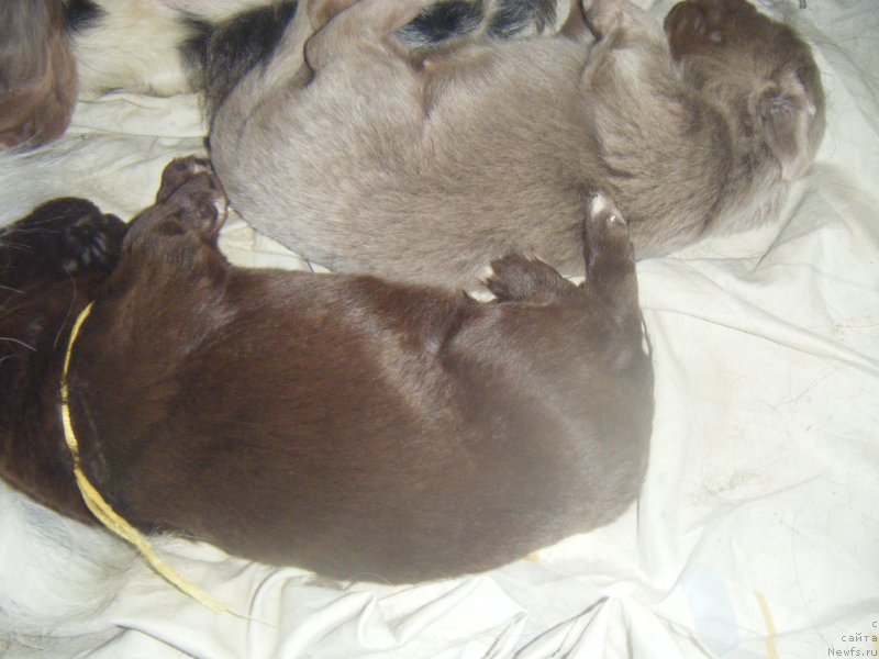 Фото: Дети, ньюфаундленд Октябрина с Берега Дона (Oktjabrina s Berega Dona), ньюфаундленд Император из Царства Медведей (Imperator iz Tsarstva Medvedey)