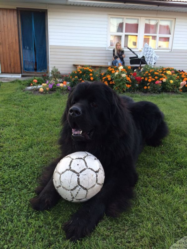 Фото: ньюфаундленд Чейз Каден Клеве Лед