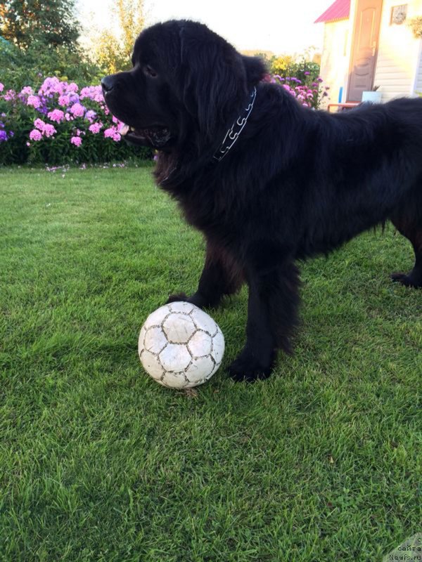 Фото: ньюфаундленд Чейз Каден Клеве Лед