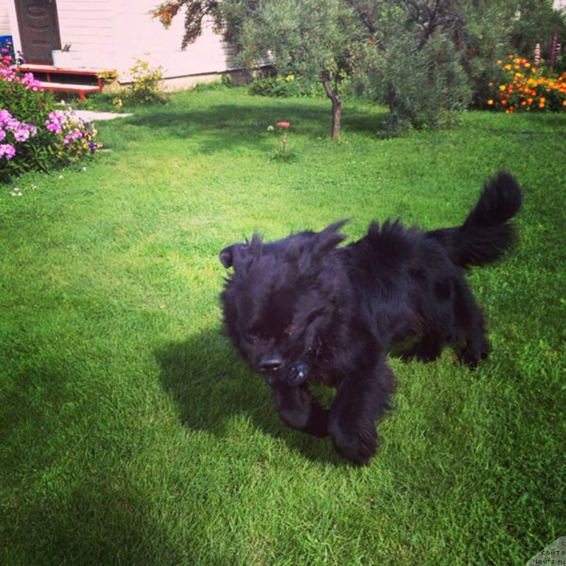 Фото: ньюфаундленд Чейз Каден Клеве Лед