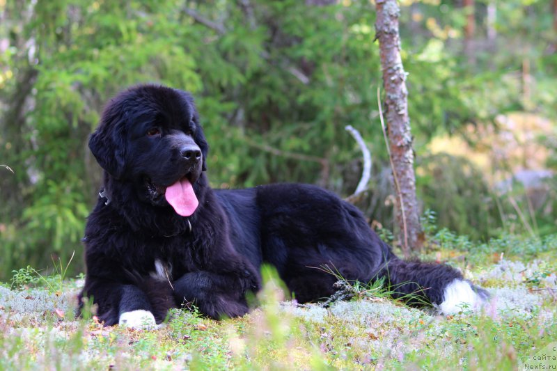 Фото: ньюфаундленд Питерньюф О'Мниа Праэклара Рара (Piternyuf O'mnia Praeclara Rara)