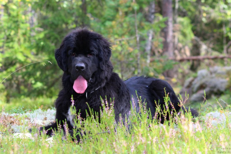 Фото: ньюфаундленд Питерньюф О'Мниа Праэклара Рара (Piternyuf O'mnia Praeclara Rara)