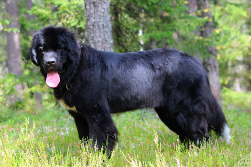 Фото: ньюфаундленд Питерньюф О'Мниа Праэклара Рара (Piternyuf O'mnia Praeclara Rara)