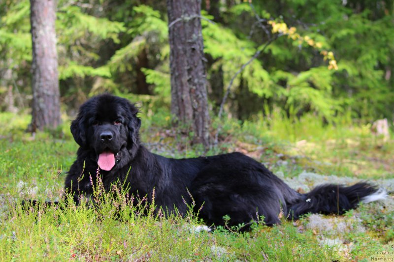 Фото: ньюфаундленд Питерньюф О'Мниа Праэклара Рара (Piternyuf O'mnia Praeclara Rara)