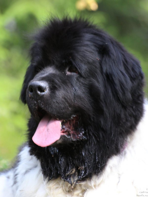 Ньюфаундленд. Ньюфаундленд пятнистый. Ньюфаундленд. Ньюфаундленд порода белый. Ньюфаундленд белый.