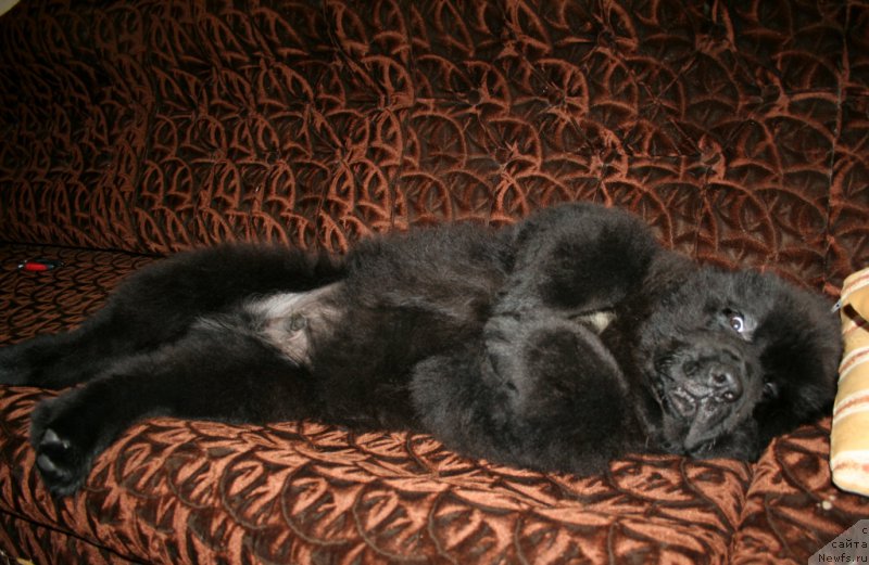 Фото: ньюфаундленд Черная Мафия Шаке анд Плау (Chernaya Mafia Shake and Play)