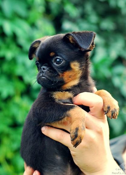 Фотография № 161999