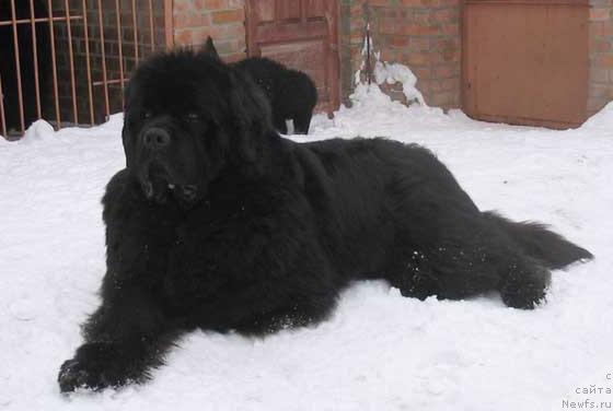 Фото: ньюфаундленд Доджер от Сибирского Медведя (Dodger ot Sibirskogo Medvedja)