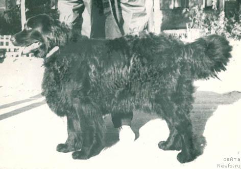 Фото: ньюфаундленд Флайда Зоси