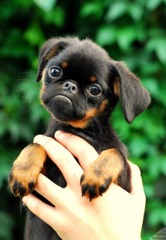 Фотография № 162000