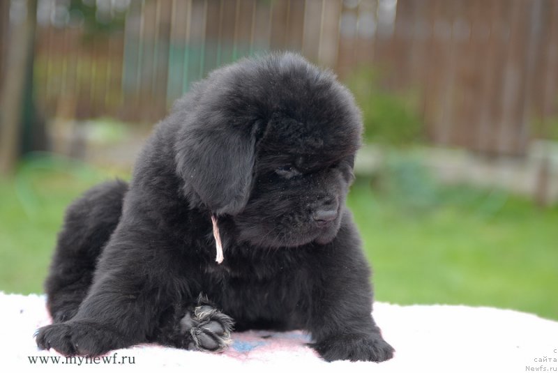 Фото: ньюфаундленд Блуминг Роуз (Blooming Rose)