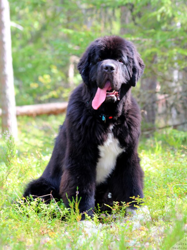 Фото: ньюфаундленд Питерньюф Омниа Винсет Амор (Piternyuf Omnia Vincet Amor)