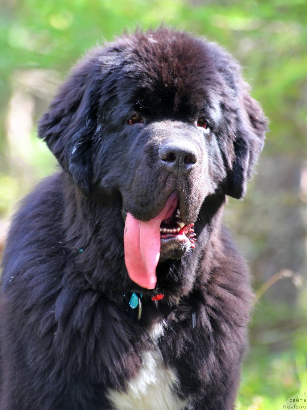 Фото: ньюфаундленд Питерньюф Омниа Винсет Амор (Piternyuf Omnia Vincet Amor)