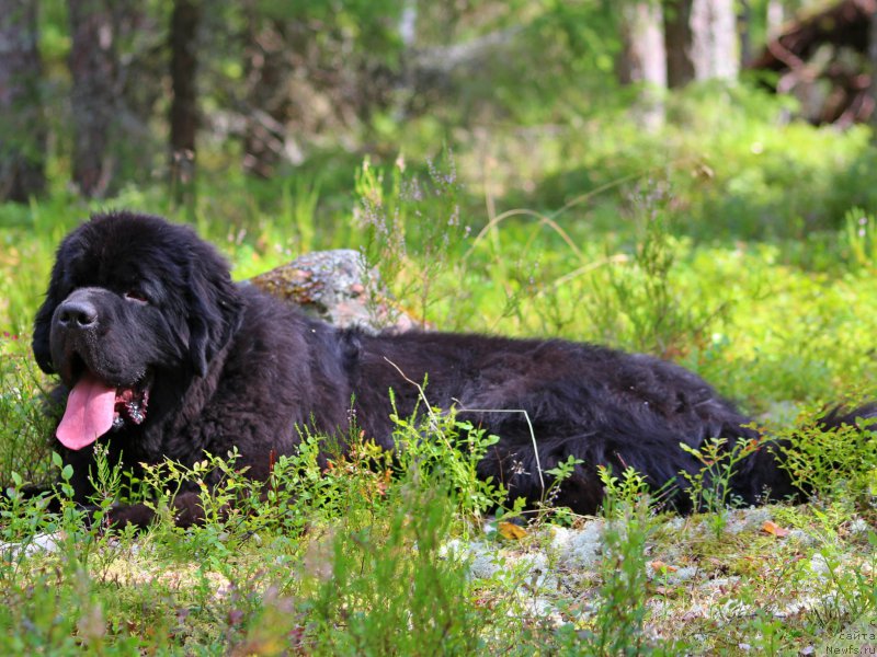 Фото: ньюфаундленд Питерньюф Омниа Винсет Амор (Piternyuf Omnia Vincet Amor)