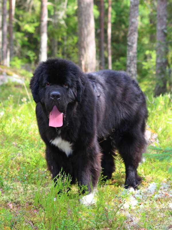 Фото: ньюфаундленд Питерньюф Омниа Винсет Амор (Piternyuf Omnia Vincet Amor)