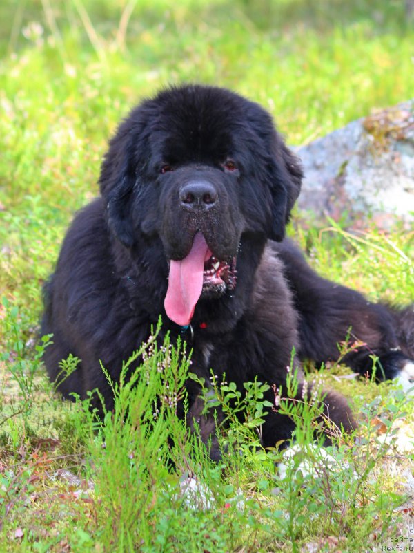 Фото: ньюфаундленд Питерньюф Омниа Винсет Амор (Piternyuf Omnia Vincet Amor)