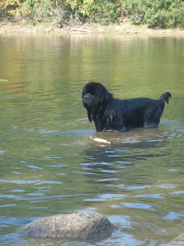 Фото: ньюфаундленд Дак Прайд Версаче (Dark Pride Versace)