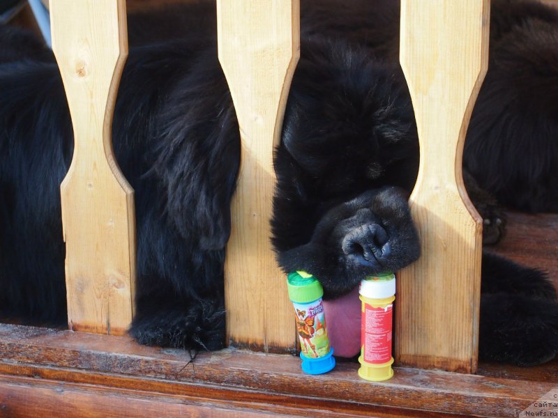 Фото: ньюфаундленд Дак Прайд Версаче (Dark Pride Versace)