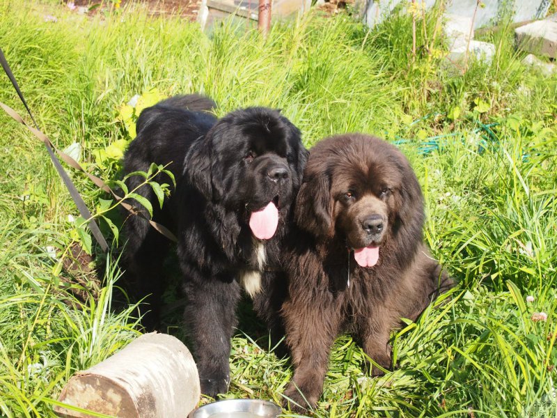 Фото: ньюфаундленд Дак Прайд Версаче (Dark Pride Versace)