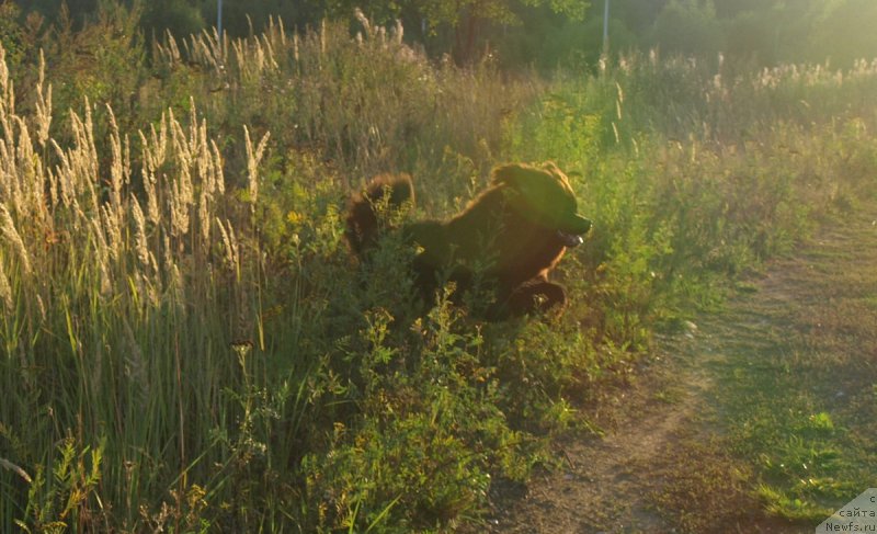 Фото: ньюфаундленд Забава Путятишна