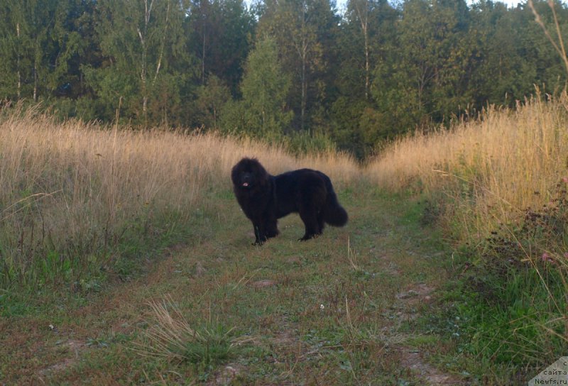 Фото: ньюфаундленд Забава Путятишна