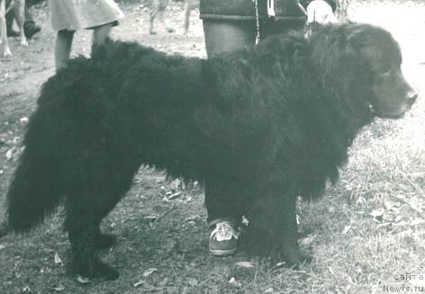 Фото: ньюфаундленд Томми