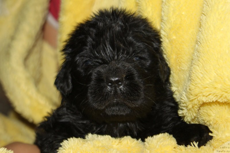 Фото: кобель лента хаки от, ньюфаундленд Гранд Бэби Ариадна