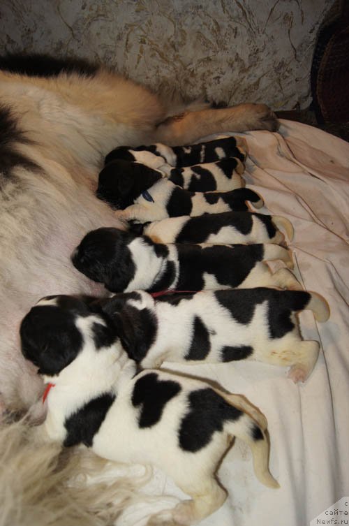 Фотография № 162121