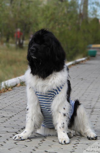 Фото: ньюфаундленд Фиаметтахауз Садира