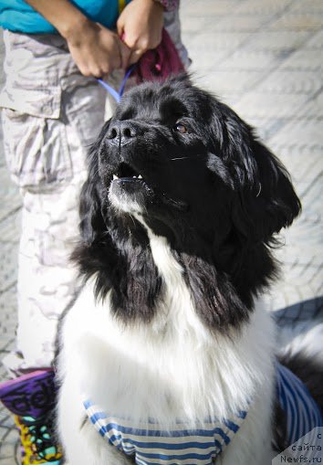 Фото: ньюфаундленд Фиаметтахауз Садира