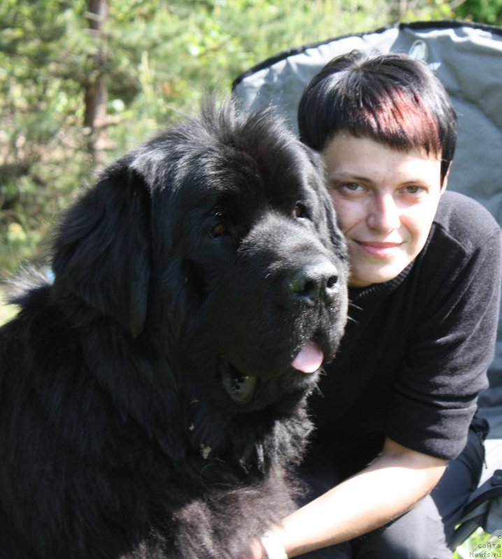 Фото: ньюфаундленд Бегущая по Волнам Шаман (Beguschaya po Volnam Shaman), Вера Дорошкевич