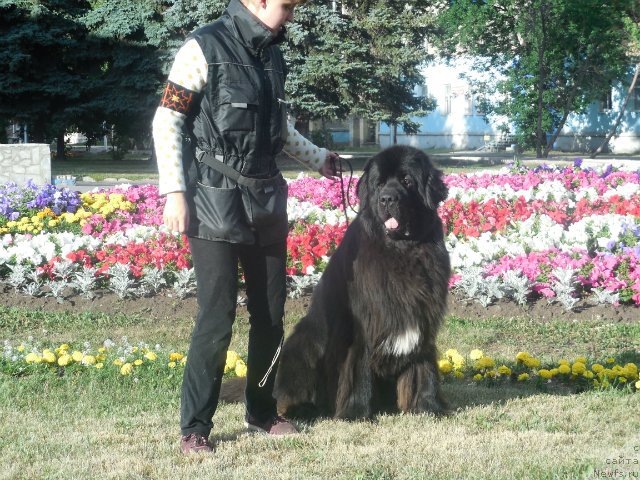 Фото: ньюфаундленд Кипер Соул Лайон Хэерт