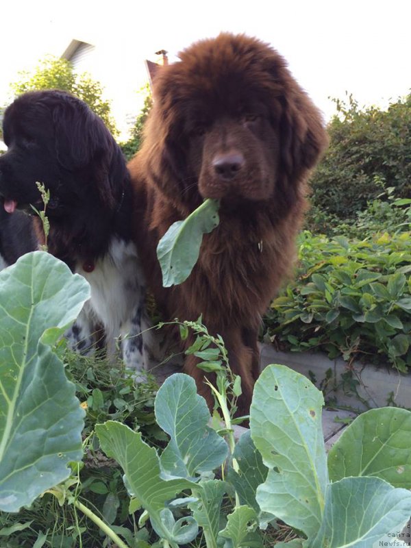 Фото: ньюфаундленд Кипер Соул Перфект Виктори