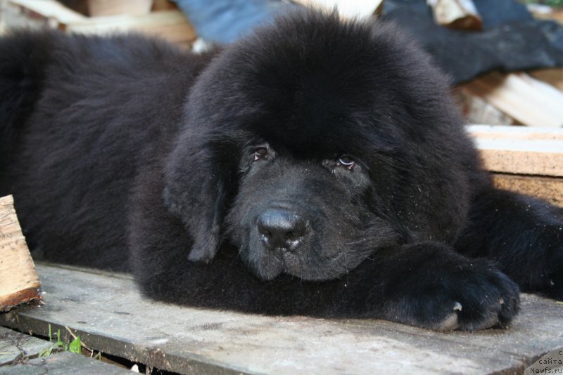 Фото: ньюфаундленд Черная Мафия Шаке анд Плау (Chernaya Mafia Shake and Play)