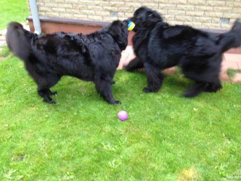 Фото: ньюфаундленд Бонни Флайт, ньюфаундленд Рестайлинг Фром Шипмэн