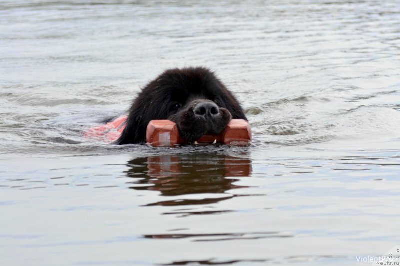 Фото: ньюфаундленд Кипер Соул Лайон Хэерт